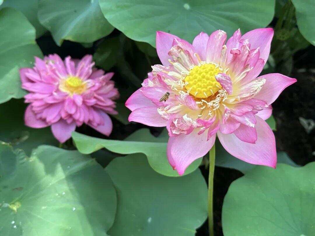 又有大暴雨！广东六部门发布防御提醒，主要强降水落区→｜温度记-第9张图片
