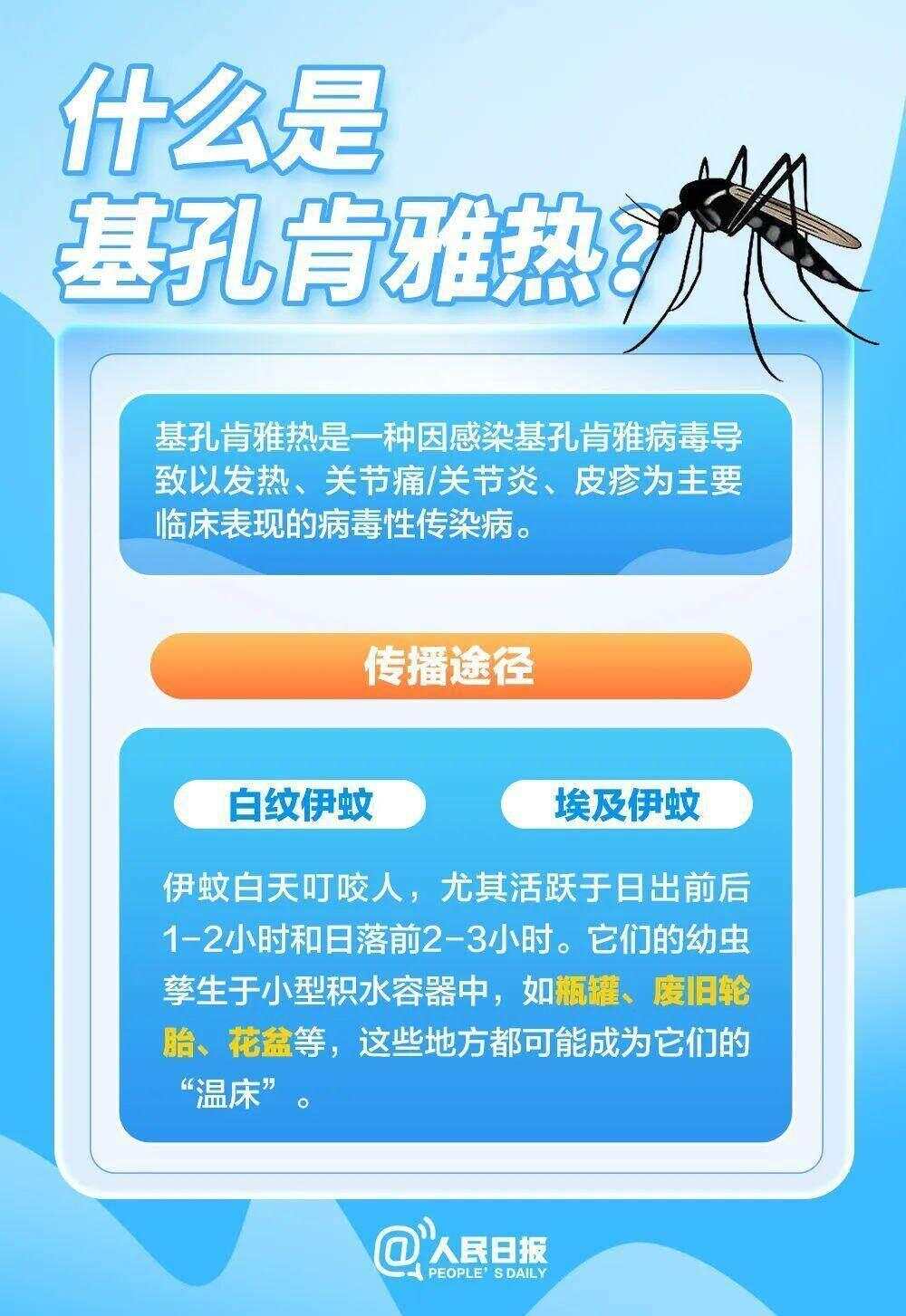 北方省份已现白纹伊蚊，基孔肯雅热全球流行范围持续扩大-第2张图片