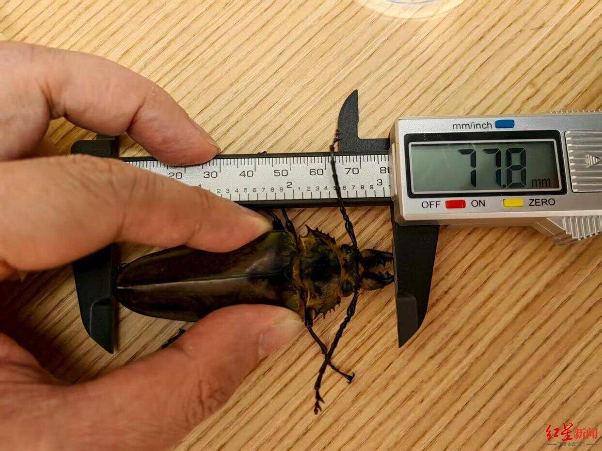 云南哀牢山发现西南地区“最大天牛”，紧邻“冥界之花”-第3张图片
