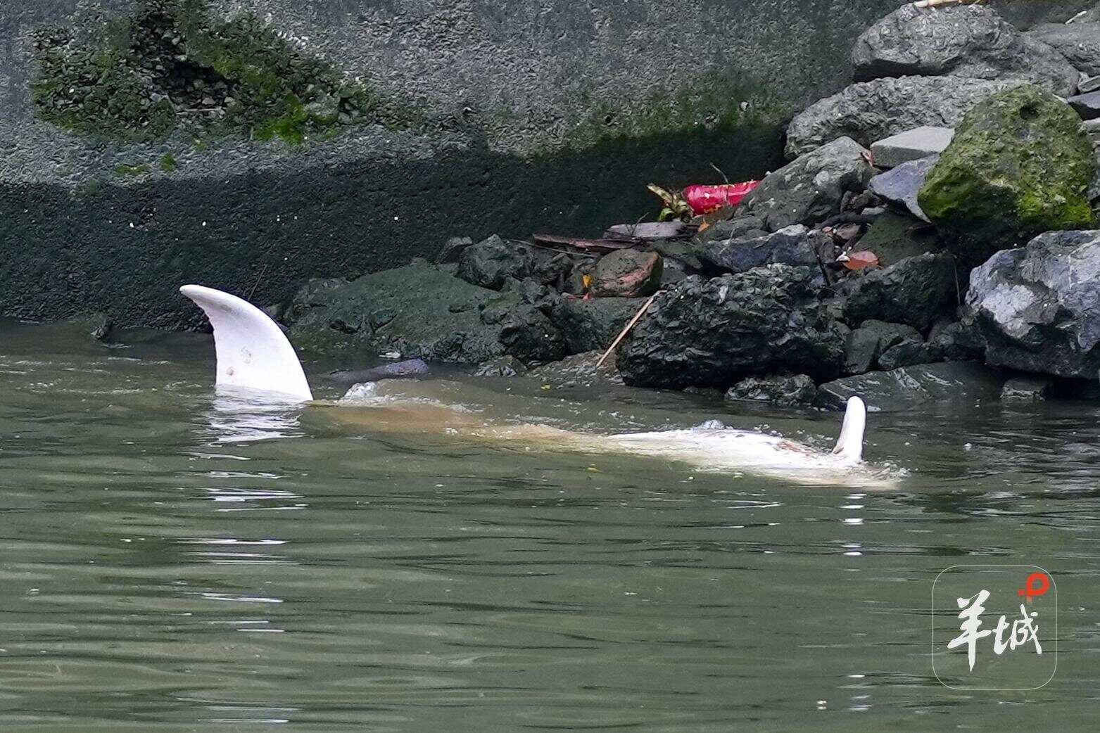 中华白海豚获救记：误入珠江7天，无数人在托举“小白”-第2张图片