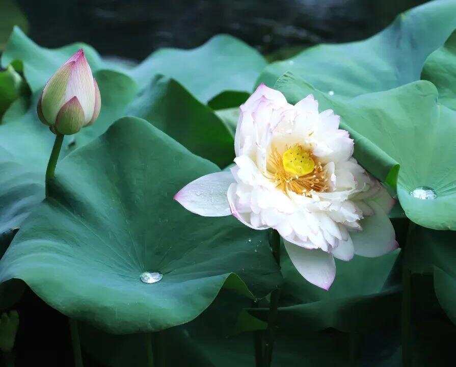 又有大暴雨！广东六部门发布防御提醒，主要强降水落区→｜温度记-第11张图片