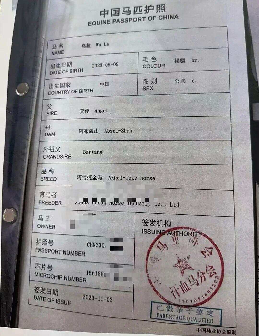 9万元买的汗血宝马，在高速事故中死亡-第3张图片