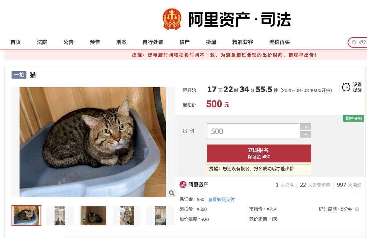 主人因欠钱被法院执行，3岁狸花猫将以500元价格起拍-第1张图片