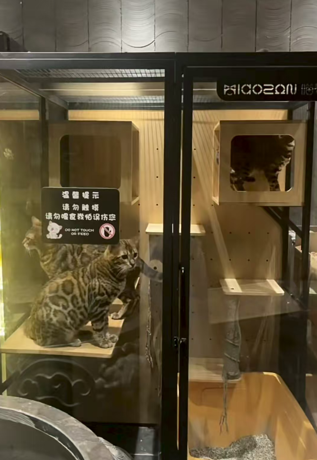 网友称丈夫被酒店养的猫抓伤，酒店回应：索赔2万元不合理，无法承担-第4张图片
