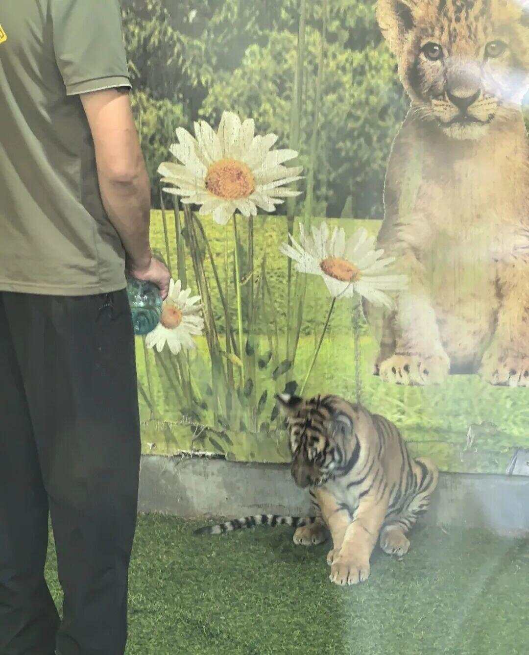 一动物园幼虎被打头喷水“强迫营业”合影，园方：项目已取消-第2张图片